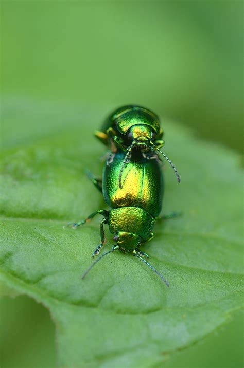These Brilliant Metallic Green Coloured Leaf Beetles Were Spotted On