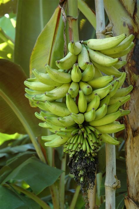 Bananen - Tropenspaß für Pflanzenliebhaber - Meine Pflanzenwelt des Südens