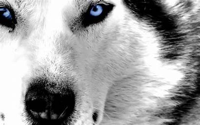 Husky Wallpapers Siberian Wolf Cool Eyes Ojos