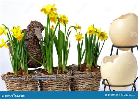 Easter Eggs And Daffodils Stock Image Image Of Easter 29323955