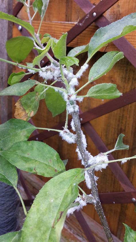 Can Anyone Help Id This White Stuff Fungus Growing On Our Apple Tree