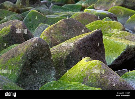 Rocks Covered In Green Alga Along The Coast In The Jasmund National