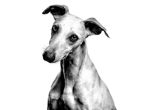 Greyhound Royal Canin