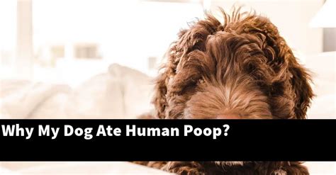 Why My Dog Ate Human Poop Puptopics