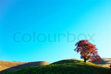 An Image Of Autumn Tree On A Hill Stock Image Colourbox