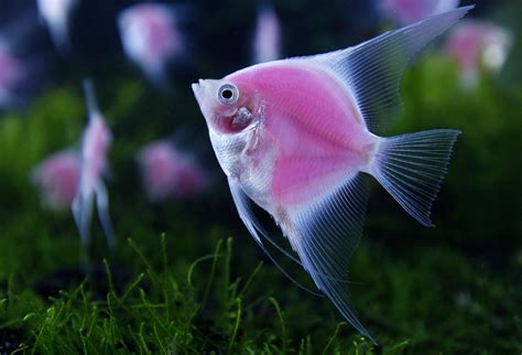 Freshwater Angelfish Pterophyllum Live Tropical Fish