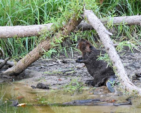 With Beavers In The Suburbs Park Officials Look To Balance Needs Of Humans And ‘nature’s