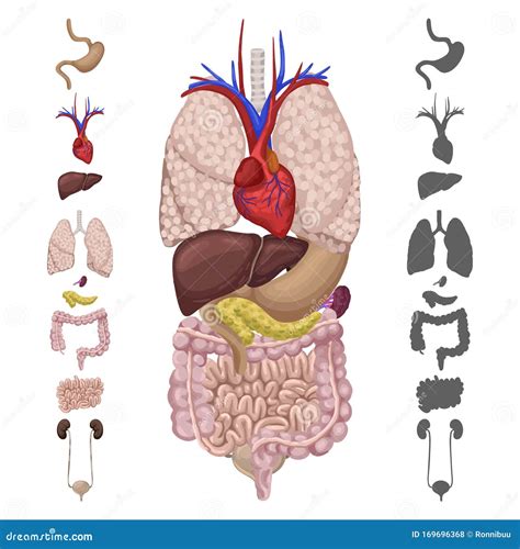 Organi Nel Corpo Umano Una Serie Di Icone E Silhouette Di Organi