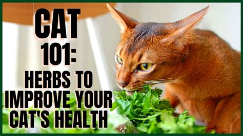 Cat 101 Herbs To Improve Your Cats Health Cats Insiders
