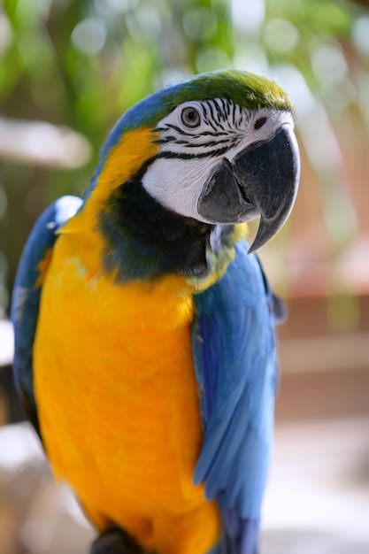 Premium Photo Colorful Cute Parrot