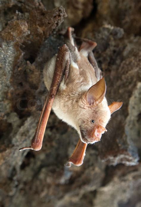 Vampire Bat Are Sleeping In The Cave Hanging On The Ceiling Period