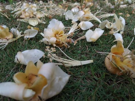 Walaupun cendawan tidak dianggap alergi makanan yang sama untuk menentukan jenis cendawan yang mencetuskan tindak balas alergi, doktor anda mungkin memerlukan anda melihat alahan untuk ujian. Jenis bunga 'rare' yang boleh di makan. No. 3 anda pasti ...