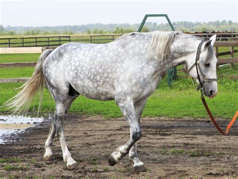 Beautiful Orlov Stallion Breed Orlov Trotter Stock Photo Image Of