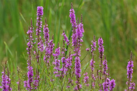 Invasive Species Conservation Ontario