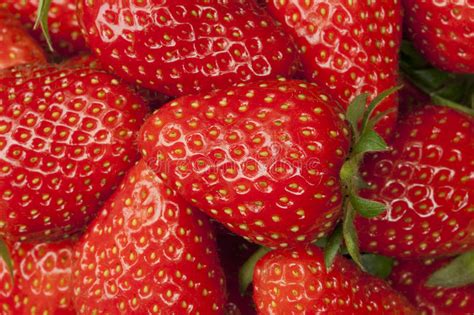 Strawberries Stock Image Image Of Berry Closeup Fruit 23716409