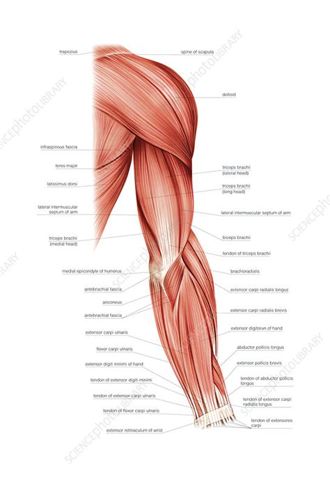 Muscles of right upper arm, artwork - Stock Image - C020/7496 - Science