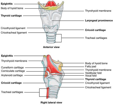 Ct Imaging Guide The Larynx Medical Professionals