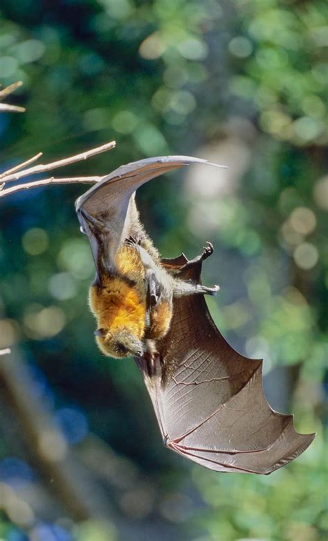 Why The Grey Headed Flying Fox Is One Of The Cutest Australian Animals