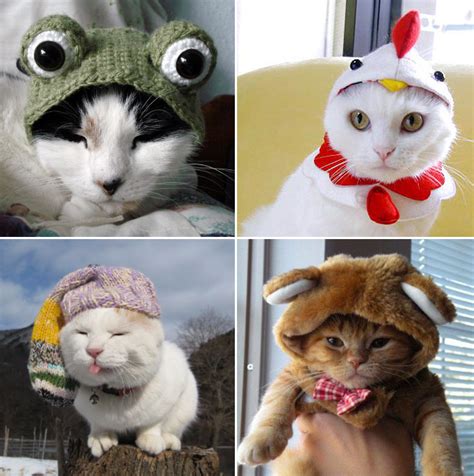 Cats In Funny Costumes Photos Funcage