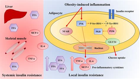 Frontiers Chronic Adipose Tissue Inflammation Linking Obesity To