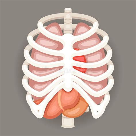 Although each rib has its own rom (occurring primarily at the costovertebral joint), rib. Rib Cage Lungs Heart Liver Stomach Iinternal Organs Icons ...