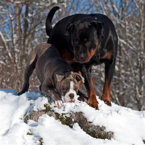 Bulldog And Rottweiler In Snow Stock Images Image 36656854