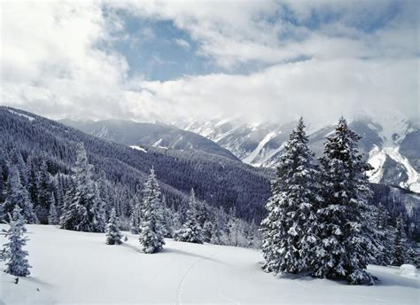 Snow Covered Pine Trees On Mountain Pacificstock Canvas