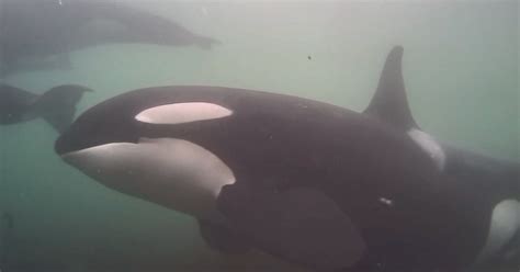 Watching Orcas Swimming In The Wild On Live Cam Is Why We Have Internet