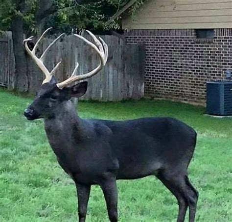 Melanistic Deer The Odds On Encountering This Rare Color Phase Black
