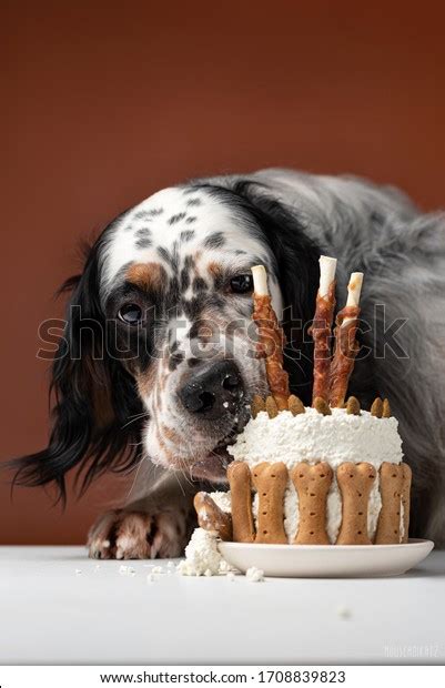 Dog Eating Birthday Cake Stock Photo 1708839823 Shutterstock