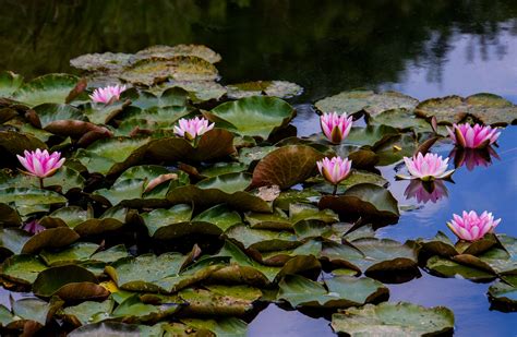 Aquatic Plant Biotope Bloom Blossom Floating Leaves Flower Lake