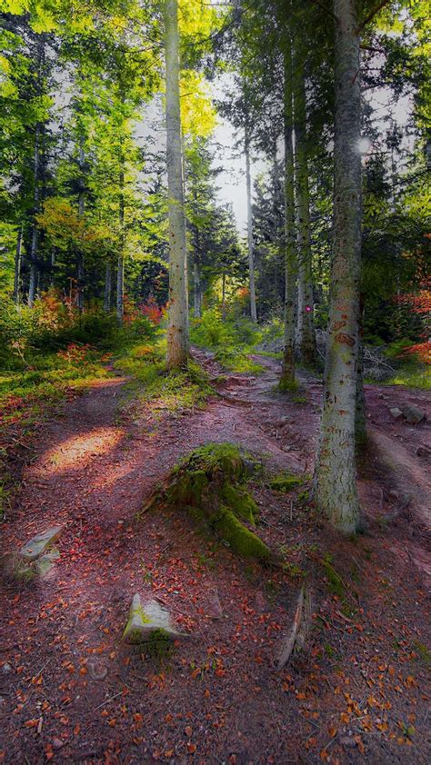 Pin By George Beredjiklian On Nature Forest Landscape Beautiful Nature