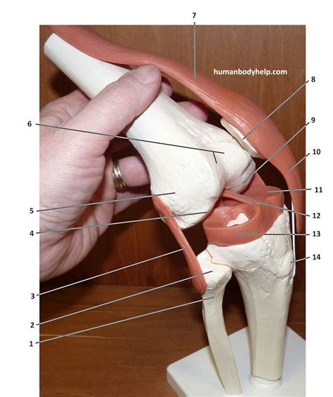 Knee Joint – Lateral – Human Body Help