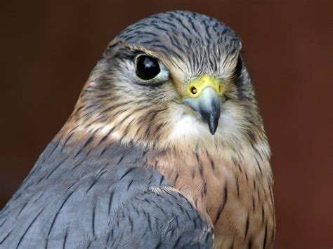 Bird Staring At Camera Meme 22