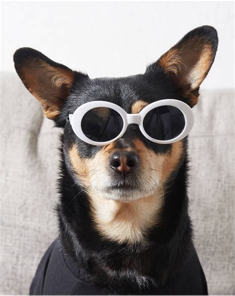 Best Sunglasses For Dogs 2020 Popsugar Pets