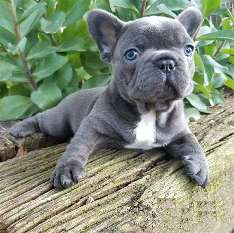 Blue French Bulldog Puppies For Salemerle French Bulldog For Sale