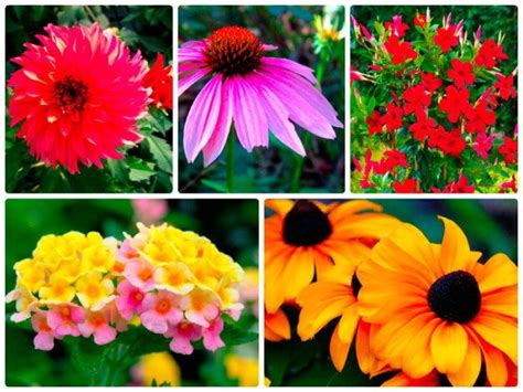 They especially prefer hot, dry weather once they are established it is particularly useful as a ground cover, because it grows equally as well in sun or shade. 5 Flowers That Thrive In The Summer Heat | Heat tolerant ...