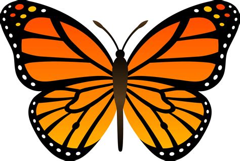 Cartoon Butterfly Image