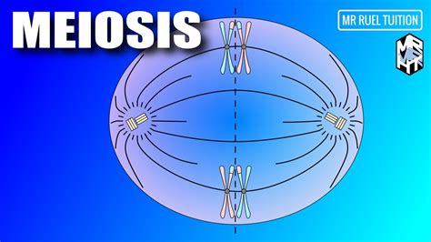 Meiosis Meiosis I And Meiosis Ii Cell Division Youtube