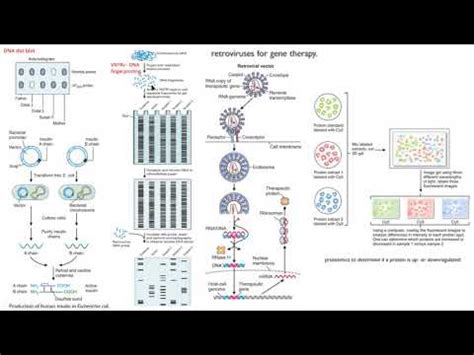 DNA dot blot insulina recombinante VNTR terapia génica retrovirus proteómica biología molecular