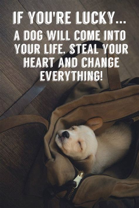 Check spelling or type a new query. 18 Heart-warming Dog Quotes About Life and Love | FallinPets