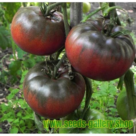 Black From Tula Tomato Seeds Price €195