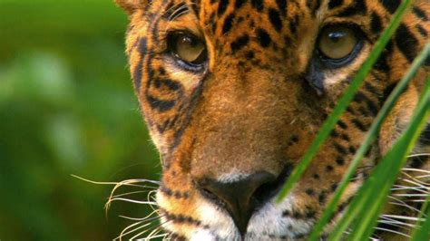 Wild Amazon Hd National Geographic Documentary Youtube