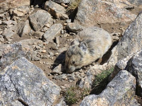 Pika Population In Rocky Mountain National Park Is Impacted By Climate