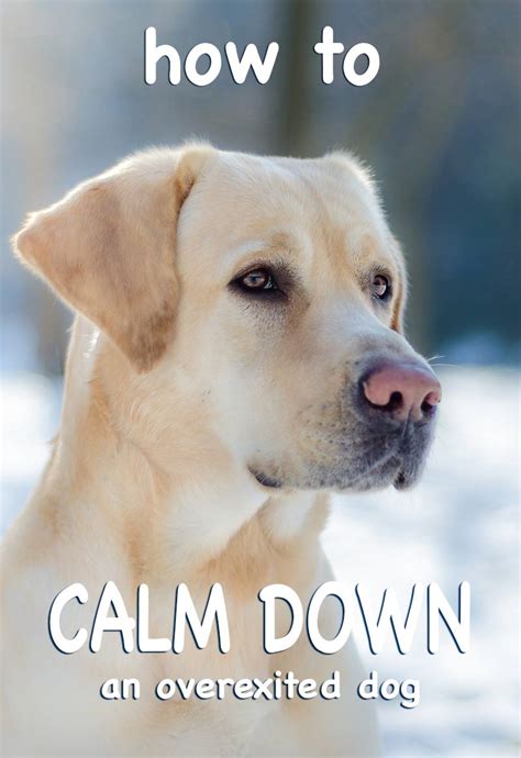 Signs of growing up, calming down. Dog Calming: How To Calm Down A Dog And Make Your Lab Less ...