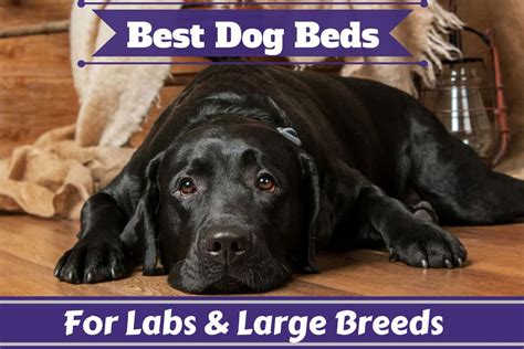 Best dog beds for large breeds canada. Best Dog Beds for Large Dogs and For Labs Reviewed ...