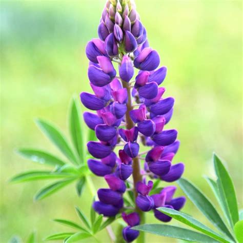 Buy Lupin Lupinus Gallery Blue Gallery Series Delivery By Waitrose