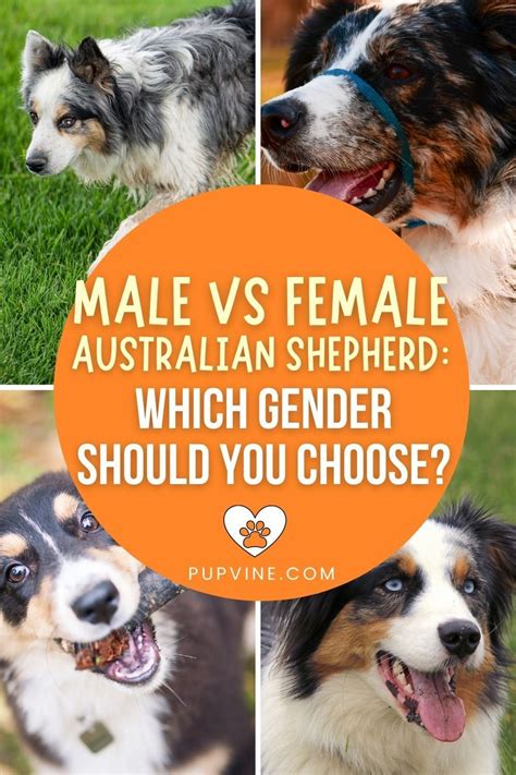 Male Vs Female Australian Shepherd Which Gender Should You Choose Male Vs Female Australian
