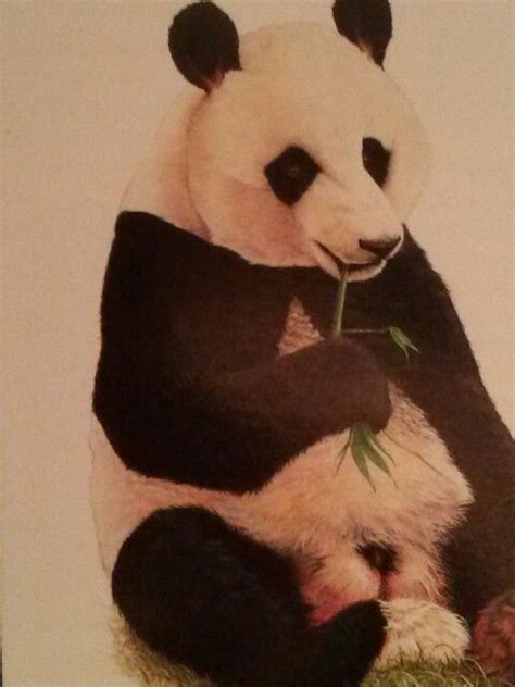 Pin By Kim Sell On Photos I Like Panda Bear Panda Bear