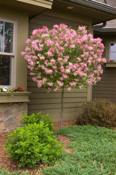 20 Beautiful Small Flowering Trees Front Yards Design Ideas Page 18 Of 20